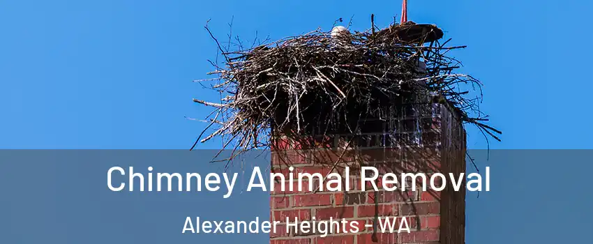 Chimney Animal Removal Alexander Heights - WA