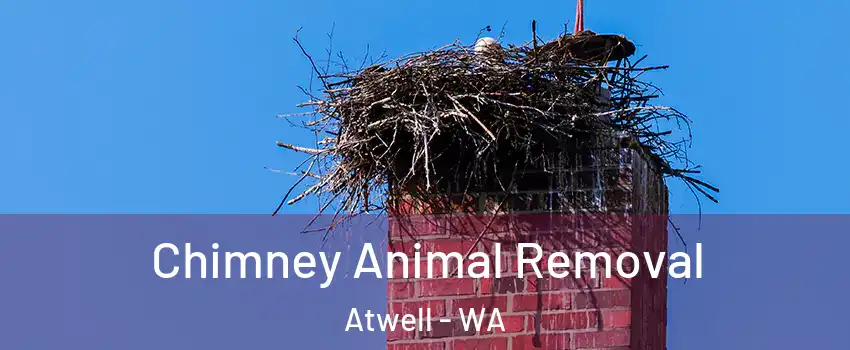 Chimney Animal Removal Atwell - WA