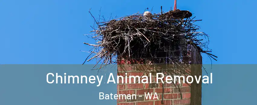 Chimney Animal Removal Bateman - WA