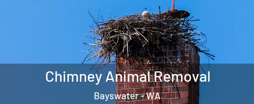Chimney Animal Removal Bayswater - WA