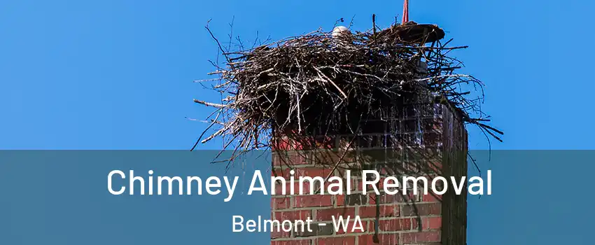 Chimney Animal Removal Belmont - WA