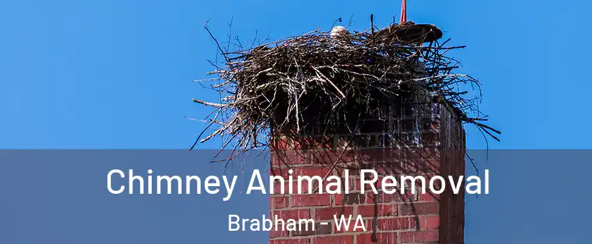 Chimney Animal Removal Brabham - WA