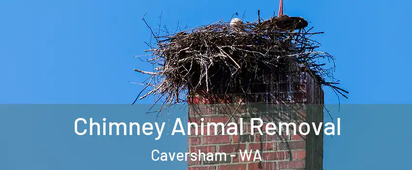 Chimney Animal Removal Caversham - WA