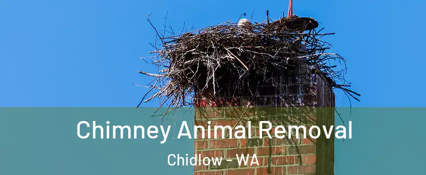 Chimney Animal Removal Chidlow - WA