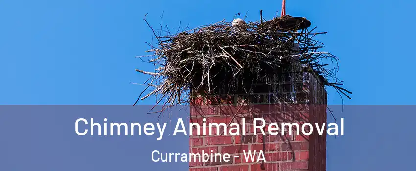 Chimney Animal Removal Currambine - WA