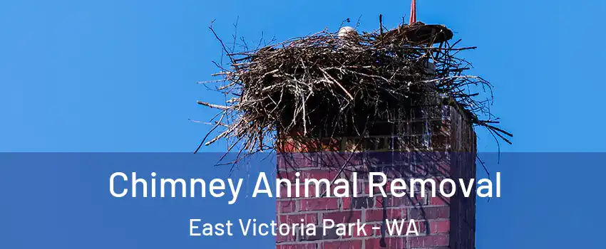 Chimney Animal Removal East Victoria Park - WA