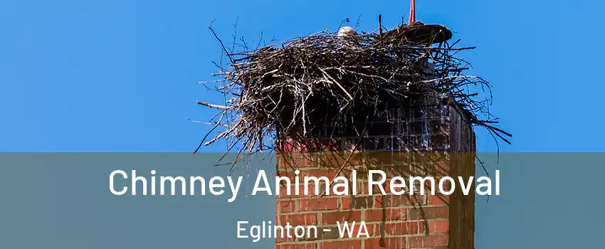 Chimney Animal Removal Eglinton - WA