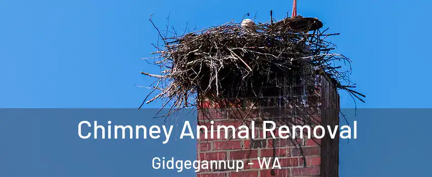 Chimney Animal Removal Gidgegannup - WA