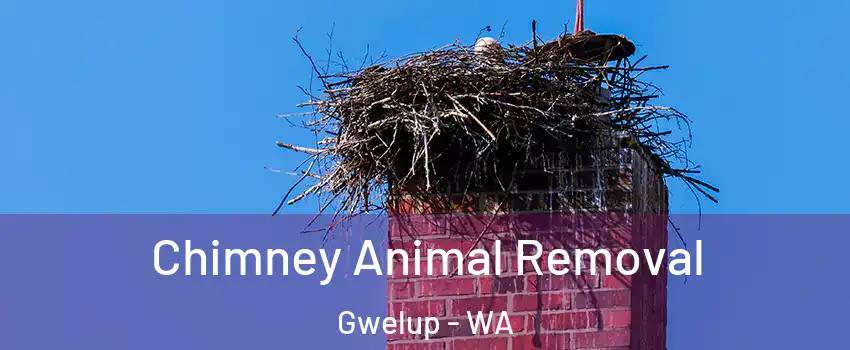 Chimney Animal Removal Gwelup - WA