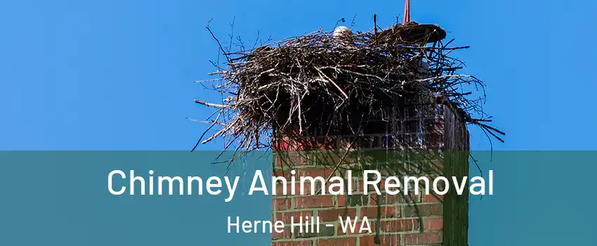 Chimney Animal Removal Herne Hill - WA