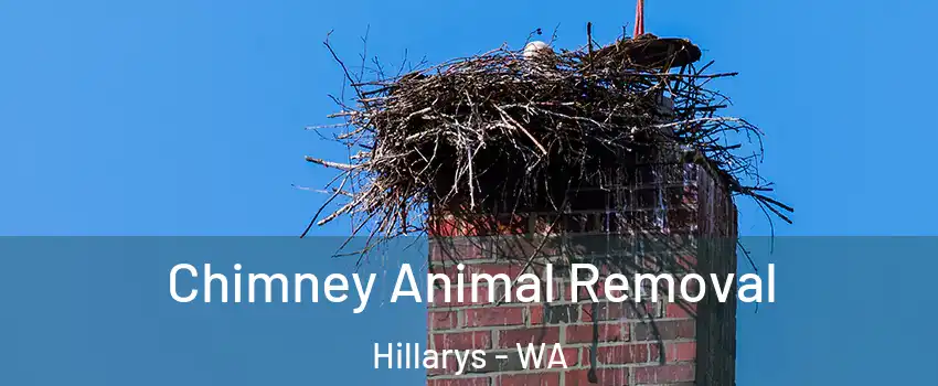 Chimney Animal Removal Hillarys - WA