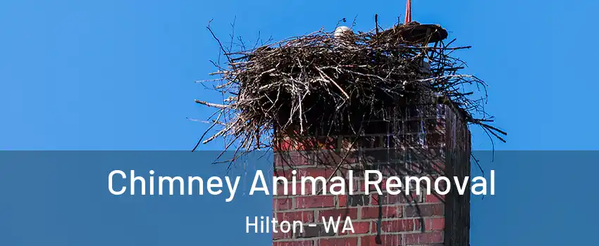 Chimney Animal Removal Hilton - WA