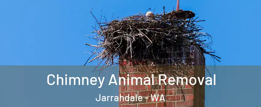 Chimney Animal Removal Jarrahdale - WA