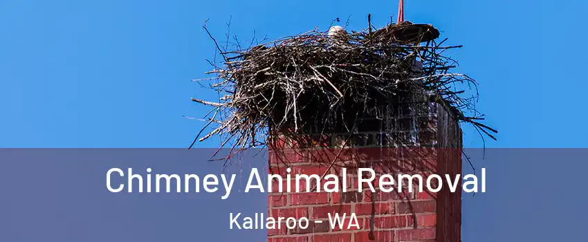 Chimney Animal Removal Kallaroo - WA