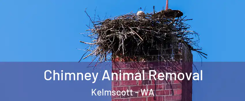 Chimney Animal Removal Kelmscott - WA