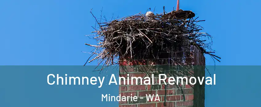 Chimney Animal Removal Mindarie - WA