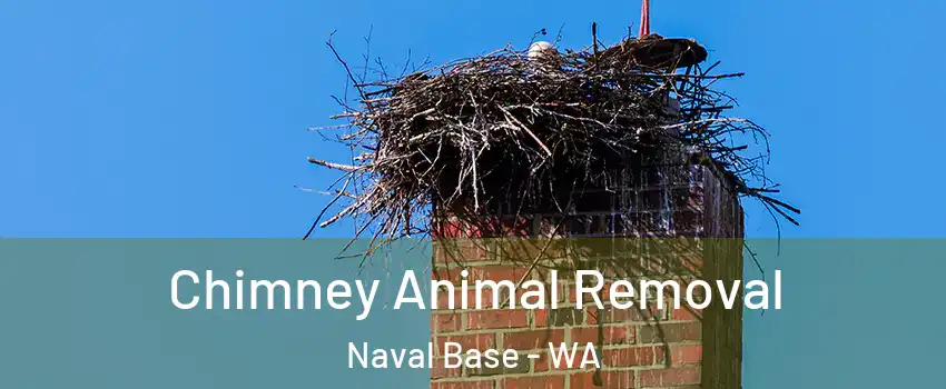 Chimney Animal Removal Naval Base - WA