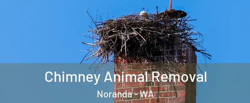 Chimney Animal Removal Noranda - WA
