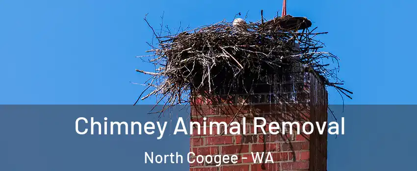 Chimney Animal Removal North Coogee - WA