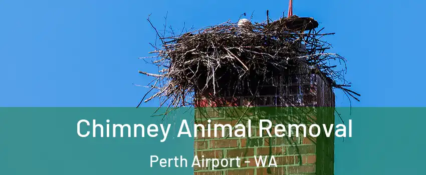 Chimney Animal Removal Perth Airport - WA