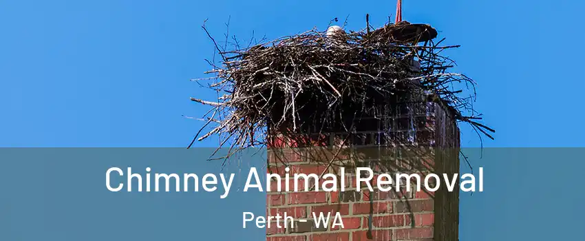 Chimney Animal Removal Perth - WA