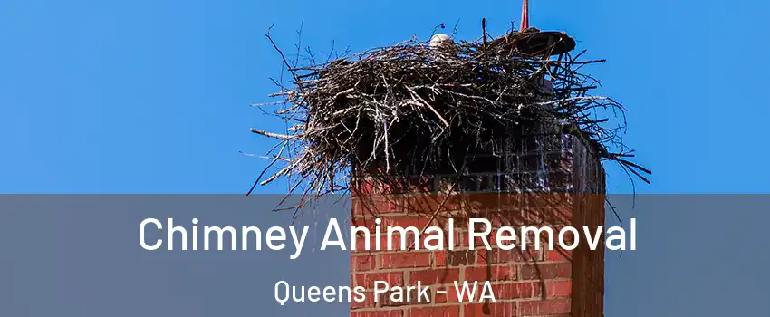 Chimney Animal Removal Queens Park - WA