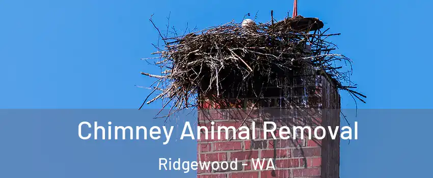 Chimney Animal Removal Ridgewood - WA