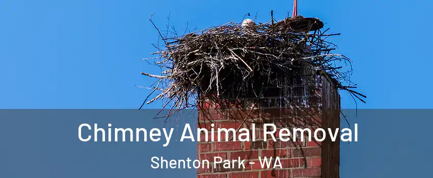 Chimney Animal Removal Shenton Park - WA