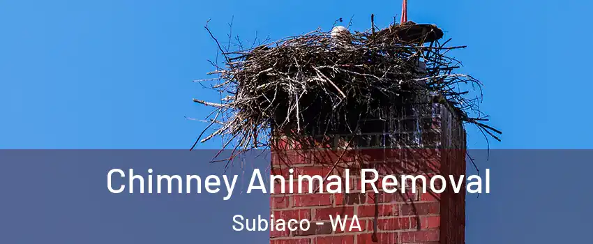Chimney Animal Removal Subiaco - WA