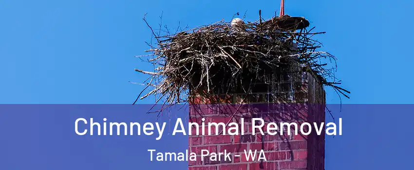 Chimney Animal Removal Tamala Park - WA