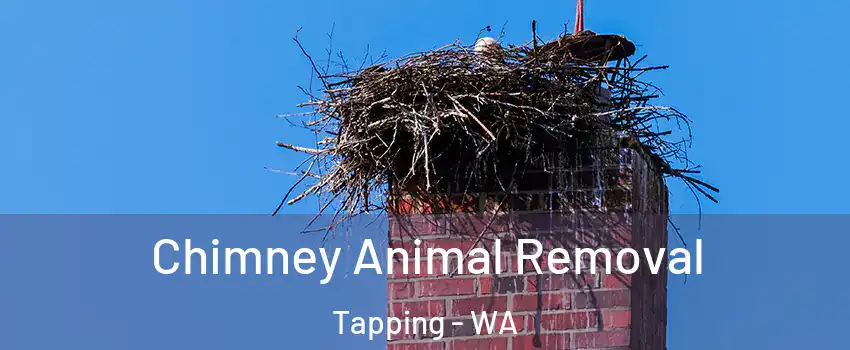 Chimney Animal Removal Tapping - WA