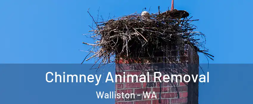 Chimney Animal Removal Walliston - WA