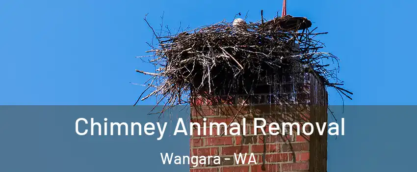 Chimney Animal Removal Wangara - WA