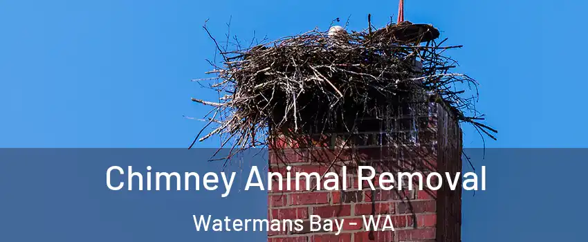 Chimney Animal Removal Watermans Bay - WA
