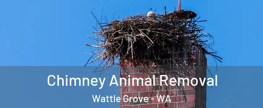 Chimney Animal Removal Wattle Grove - WA