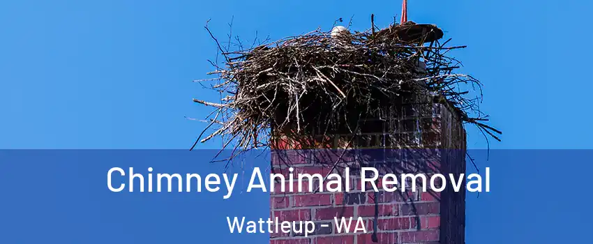 Chimney Animal Removal Wattleup - WA