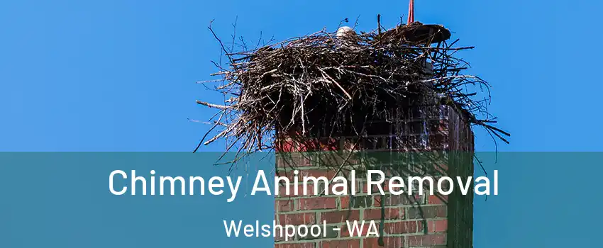 Chimney Animal Removal Welshpool - WA