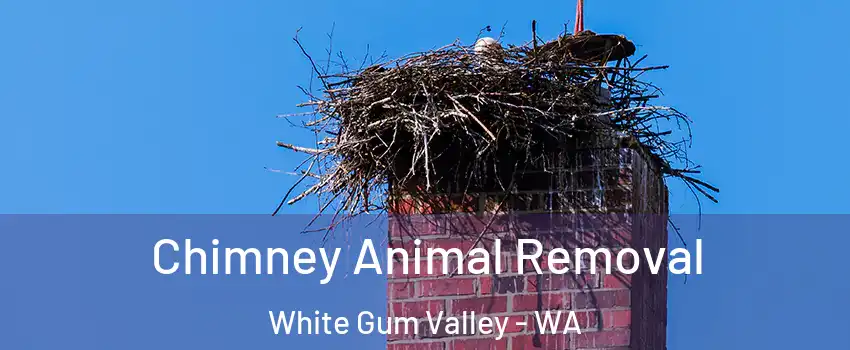 Chimney Animal Removal White Gum Valley - WA