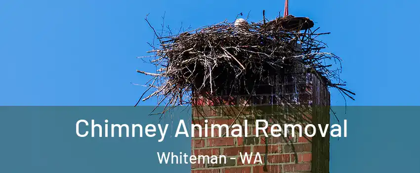 Chimney Animal Removal Whiteman - WA