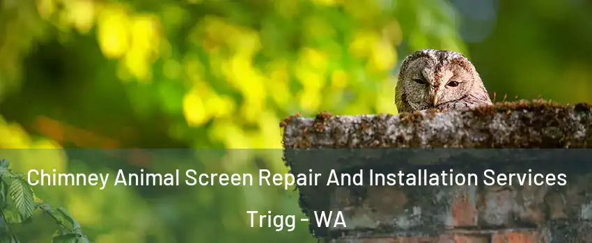Chimney Animal Screen Repair And Installation Services Trigg - WA